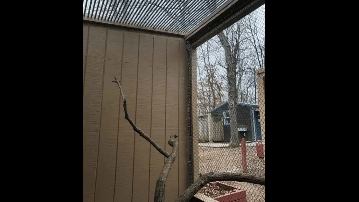spot-the-owl-in-cage-in-under-10-seconds-optical-illusion